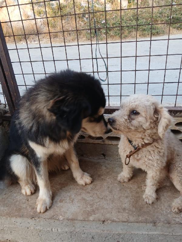 Lola, una piccola maltese Foto 5